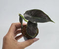 2" Custom Asst: Alocasia Azlanii  